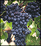The Provocative Promise of Resveratrol