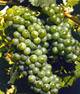 The vine variety Verdejo